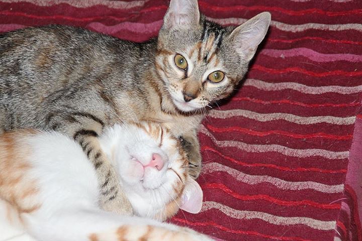 madrid - *Sandokan (macho, Septiembre 2014) y Vera (hembra, Febrero 2015), gatitos que buscan adopción conjunta, sólo en la comunidad de Madrid (Vera tiene hipoplasia cerebelar, pero hace vida normal) (PE) 2B56BFF21C2F5629F280315629F270