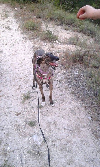 Galga/Podenca Hembra Adulta. REV 19/7/2014 285812BF3D33577CC08037577CBF91