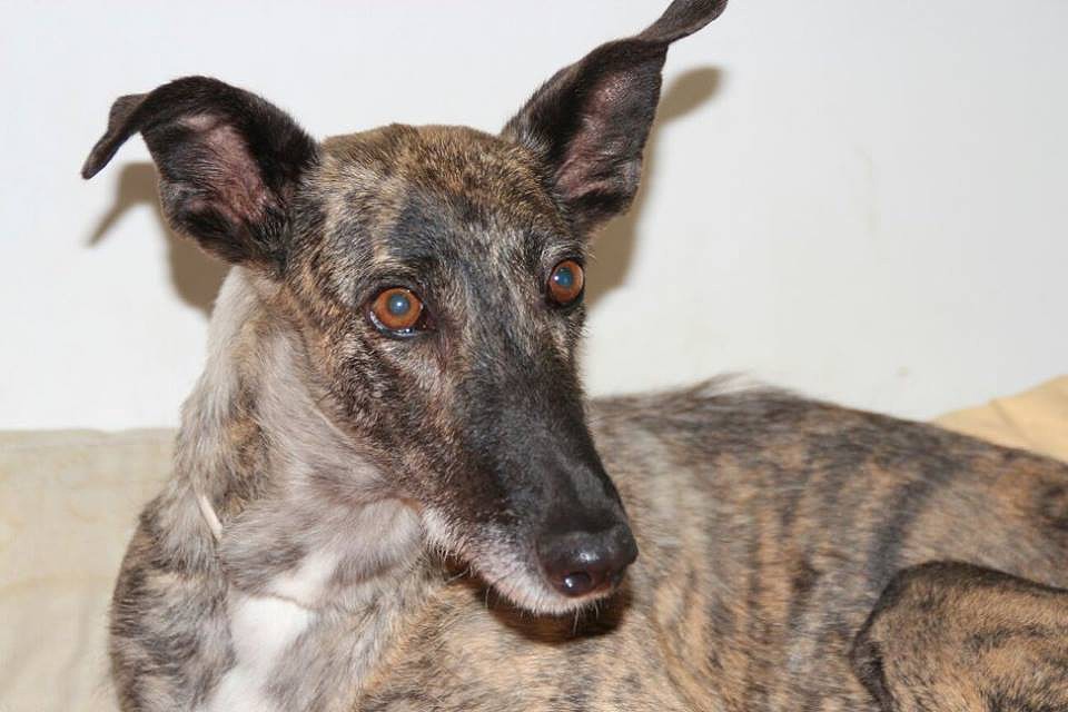 Galga/Podenca Hembra Adulta. REV 19/7/2014 285812BF3D35577CC08237577CBF91