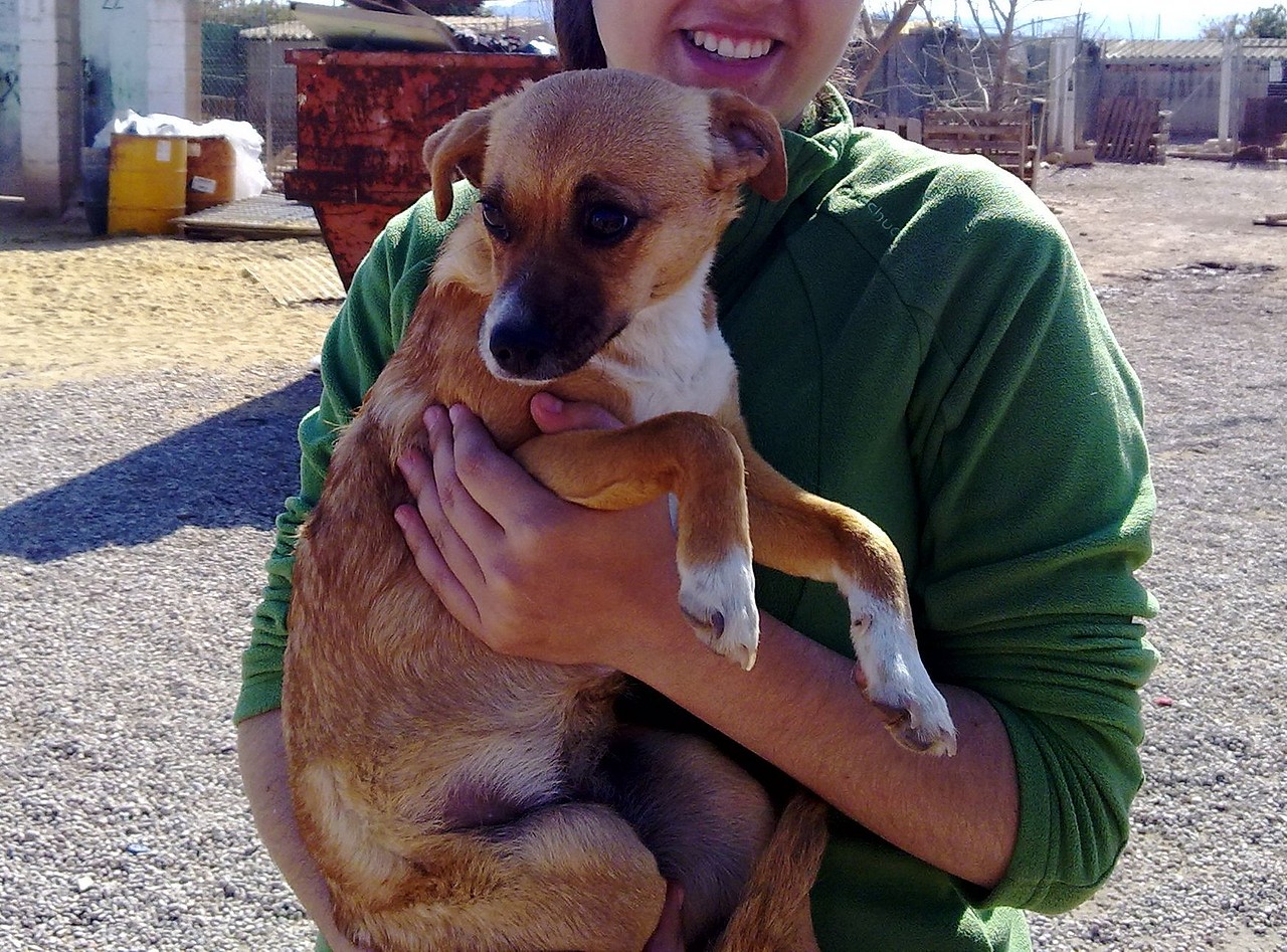 MÈL. mestiza pequeña color canela. Tierna, tranquila y cariñosa. 224FE192762E4F672522264F6724FF