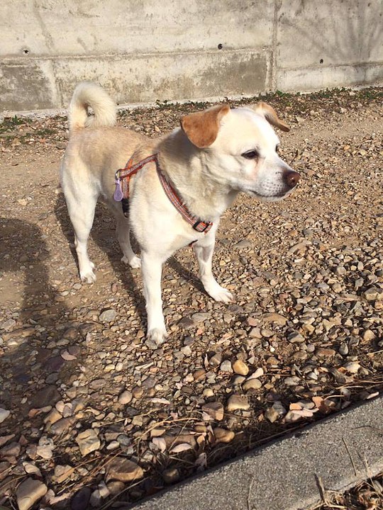 madrid - EDDIE. Abuelete de 10 años en adopción Madrid 3D5705D3432B566FD3BE28566FD397