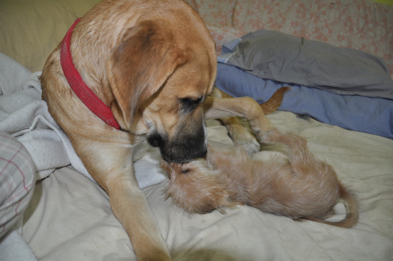 *(Se queda en su casa de acogida) Basi (2012 aprox.), hembra cruce de mastin en adopcion, esta en acogida. Murcia (PE) 2550F9D8711E507AE6AE1B507AE612