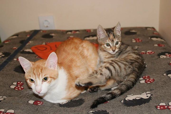 *Sandokan (macho, Septiembre 2014) y Vera (hembra, Febrero 2015), gatitos que buscan adopción conjunta, sólo en la comunidad de Madrid (Vera tiene hipoplasia cerebelar, pero hace vida normal) (PE) 2C56BFF21D315629F282325629F271