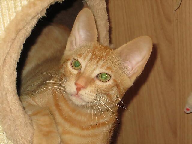 ¡¡¡ADOPTADO!!! LEÓN (nacimiento 2014), gatito en adopción Madrid‏ APAP Alcalá (PE) 2D54BCE69B285461F0D8285461E949