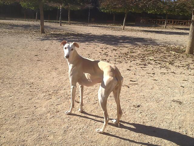 galgo - ¡¡¡ADOPTADO!!! DALÍ (nacimiento 2010), galgo grande en adopción Madrid‏ APAP Alcalá (PE) 2B5328190C3052CD22F02F52CD1BBA