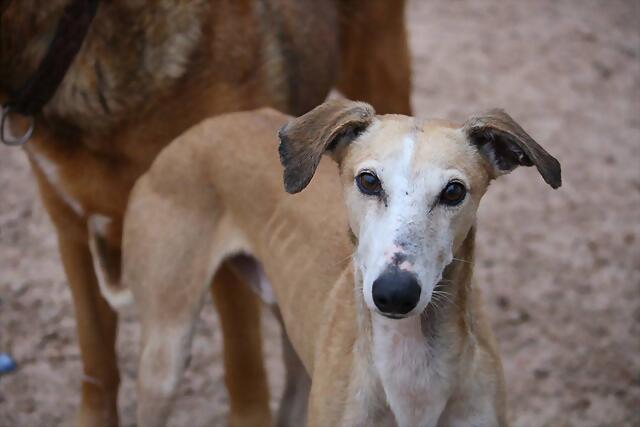 galgo - ¡¡¡ADOPTADO!!! NOHA (nacimiento 2011), galgo grande en adopción Madrid‏ APAP Alcalá (PE) 235328163D2F52CD201F3052CD18EB