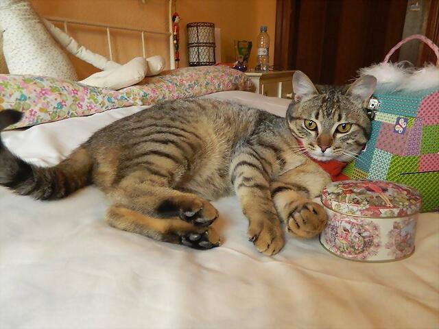 ¡¡¡ADOPTADO!!! HAROLD (nacimiento 2013), gato en adopción Madrid‏ APAP Alcalá (PE) 2653C268AA32536772B93353676B58