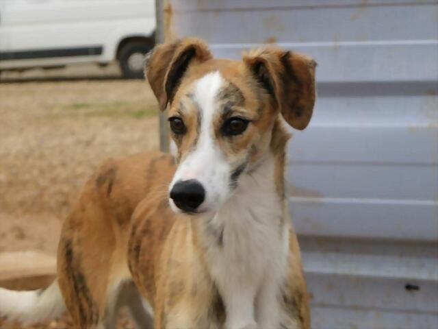 galgo - ¡¡¡ADOPTADO!!! RIALTO (nacimiento mayo 2012), galgo en adopción en Madrid‏ APAP Alcalá (PE) 255116814E3550BB8A9B2050BB83FC