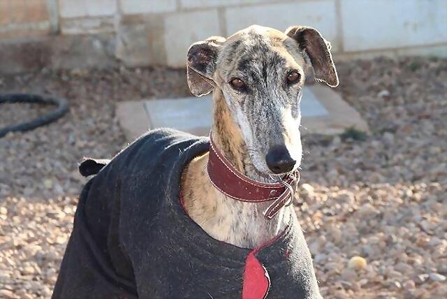 Galgo/Podenco Macho Adulto. REV 17/8/2014 33535F8E9D1E530498942E5304914B