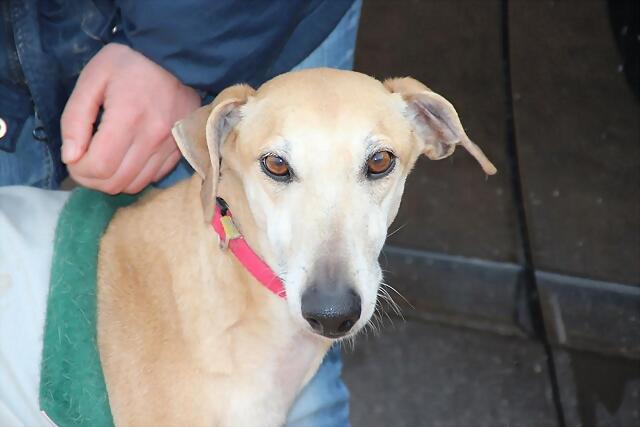 galgo - ¡¡¡ADOPTADO!!! SHAGY (nacimiento 2009), galgo mediano en adopción en Madrid‏ APAP Alcalá (PE) 2F5197907C2B513C99F421513C932A