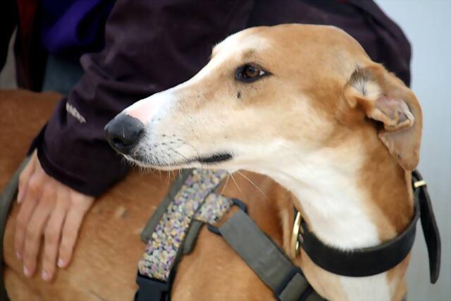 galgo - ¡¡¡ADOPTADO!!! DINGO (nacimiento 2012), galgo grande en adopción Madrid‏ APAP Alcalá (PE) 2153A2AD32325347B734255347AFE0