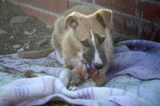 CACHORRO - ¡¡¡ADOPTADO!!! BONES, cachorro mestizo mediano de 4 meses en adopción en Madrid APAP ALCALA (PE) 2C4FE4D45F224F89DD4A274F89D70D