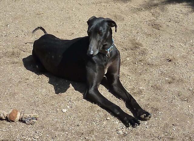 galgo - ¡¡¡ADOPTADO!!! BALTASAR galgo negro de 2 años en adopción en Madrid APAP ALCALA (PE) 275024098B2E4FC91287344FC90C39