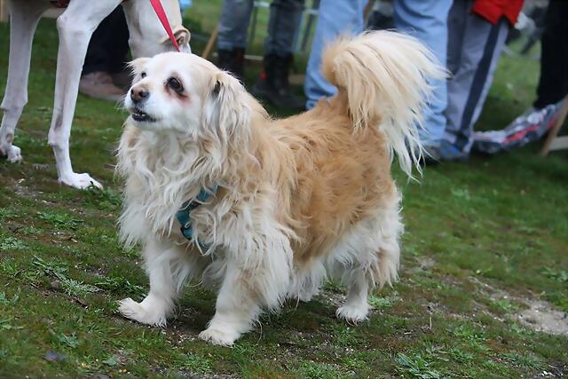 *CHIQUI (2004), perra pequeña en adopción Madrid‏ APAP Alcalá (Solo en adopcion en la comunidad de Madrid) (PE) 2653A2AC442D5347B6452A5347AEF2