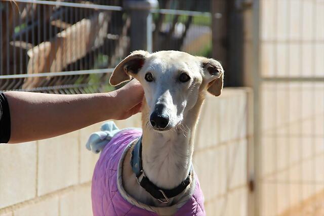 galgo - ¡¡¡ADOPTADO!!! TRUCO (nacimiento 2010), galgo grande en adopción en Madrid‏ APAP Alcalá (PE) 2851F29D70375197A70D2C5197A01E