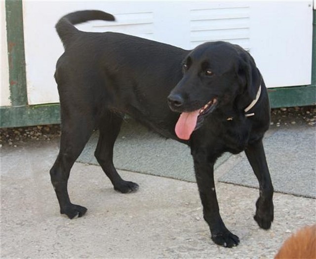 KIRA - cruce de labrador de 2 años - Madrid 294C9BC0A4314C40C7D6244C40C352