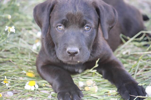 CACHORRO - ¡¡¡ADOPTADO!!! EDIN (nacimiento 2013), cachorro mediano en adopción Madrid‏ APAP Alcalá (PE) 1F5224BF822D51C9C9302C51C9C230