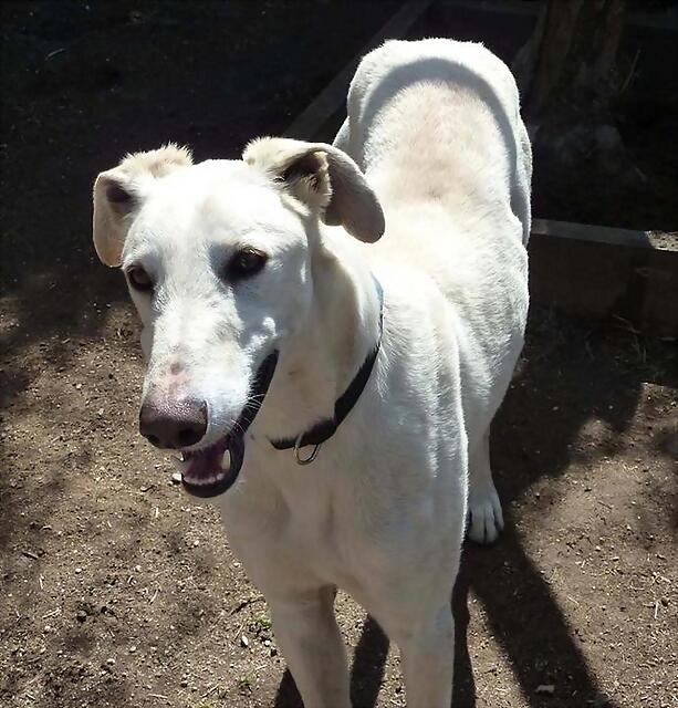 galgo - ¡¡¡ADOPTADO!!! Abdul galgo grande de tres años en adopción (Madrid) 1B5074775A305019807F2850197A08