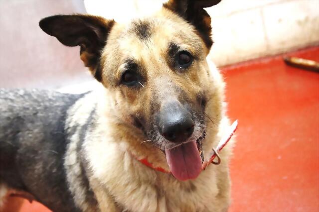 ¡¡¡ADOPTADA!!! *SIRA (2006), perra mediana en adopción Madrid‏ APAP Alcalá (Solo en adopcion en la comunidad de Madrid) (PE) 2951E513092D518A1CA41B518A15B7