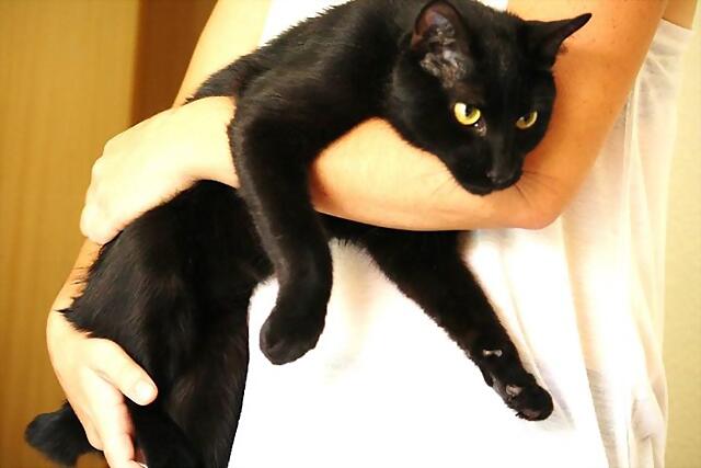 ¡¡¡ADOPTADO!!! DIEGO (nacimiento 2013), gato en adopción Madrid‏ APAP Alcalá (PE) 275471A44A2C5416AE76225416A6F8