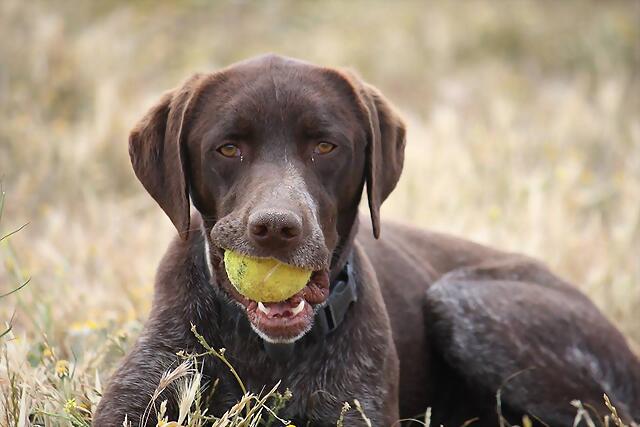 ¡¡¡ADOPTADO!!! LUCHO (nacimiento 2013), perro grande en adopción Madrid‏ APAP Alcalá (PE) 2254BCDB502A5461E588385461DDFE