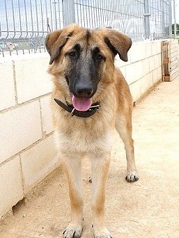 abril - ¡¡¡ADOPTADO!!! TYLER (nacimiento abril 2012), mestizo grande en adopción Madrid‏ APAP Alcalá (PE) 2B5123A0162750C8A96A2650C8A2C4