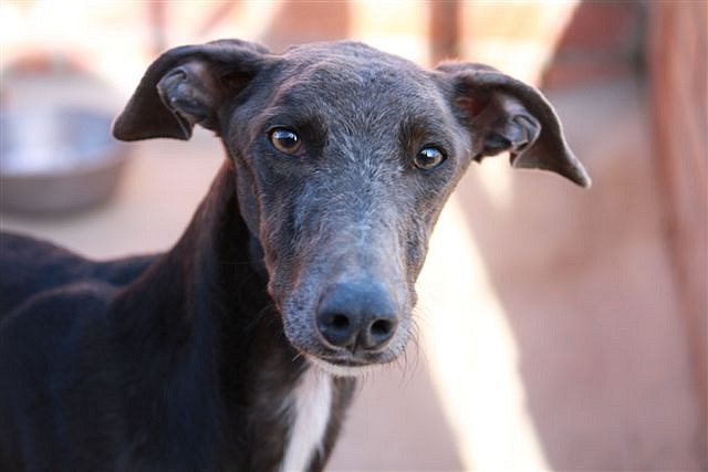 galgo - ¡¡¡ADOPTADO!!! VICO, galgo de 3 años en adopción en Madrid APAP ALCALA (PE) 244FCBB7512E4F70C023284F70B9FF