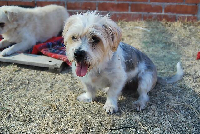 *CHAMPION (nacimiento 2001), tamaño pequeño en adopción en Madrid APAP ALCALA. Necesita un adoptante especial por su caracter y no puede convivir con niños. (Solo en adopcion en la Comunidad de Madrid) (PE) 1D4FE4D5DC264F89DEC8214F89D88A