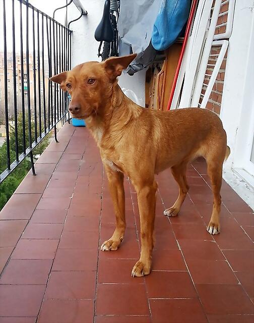 *¡¡¡ADOPTADA!!! RANCHAL (2012), perra pequeña/mediana en adopción Madrid‏ APAP Alcalá (Solo en adopcion en la comunidad de Madrid) (PE) 34536377842B5308817E2F53087A32