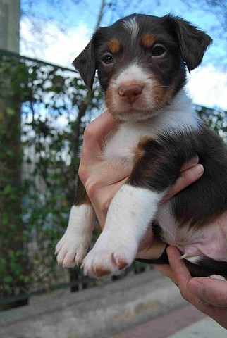 CACHORRO - ¡¡¡ADOPTADO!!! SIETE (nacimiento 2013), cachorro pequeño en adopción Madrid‏ APAP Alcalá (PE) 2051D547AE35517A513F36517A4A5C