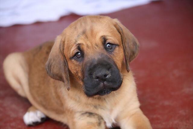 CACHORRO - ¡¡¡ADOPTADO!!! YERMAN (nacimiento 2013), cachorro mediano en adopción Madrid‏ APAP Alcalá (PE) 315224BEA12351C9C84E2C51C9C14F