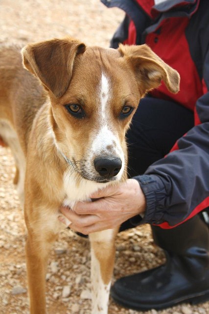 abril - ¡¡¡ADOPTADO!!! COCO (nacimiento abril 2012), perro tamaño mediano en adopción en Madrid‏ APAP Alcalá (PE) 28515B5CF132510066533E51005F9F