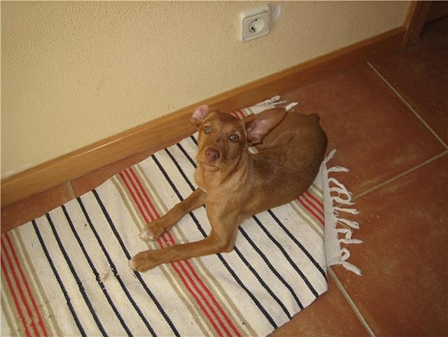 CERES - cruce de podenco de 3 meses - Madrid 2F4C95145A364C3A1B822A4C3A1708