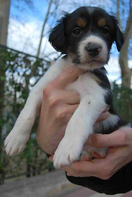 CACHORRO - ¡¡¡ADOPTADO!!! GREEN (nacimiento 2013), cachorro pequeño en adopción Madrid‏ APAP Alcalá (PE) 2551D5444A37517A4DD832517A46F8