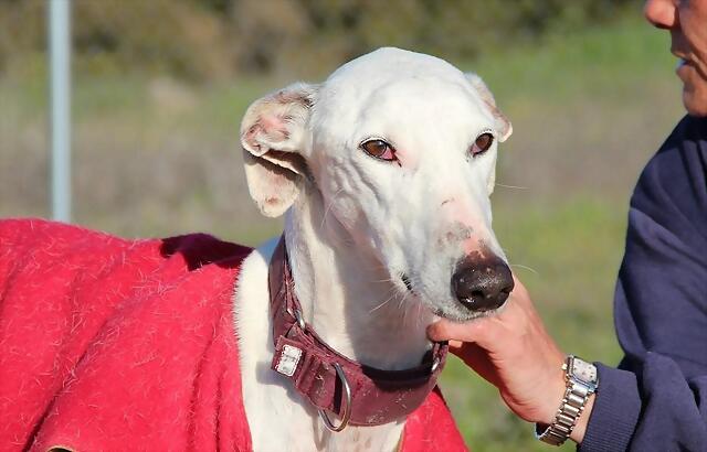 galgo - ¡¡¡ADOPTADO!!! ZAHIR (nacimiento 2002), galgo grande en adopción en Madrid‏ APAP Alcalá (PE) 2551CABAC931516FC45132516FBD77