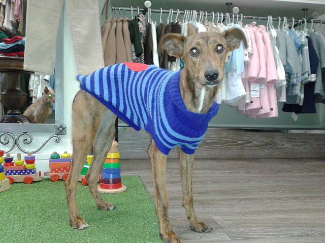 galgo - ¡¡¡ADOPTADA!!! MAYA (nacimiento 2013), cachorra galgo en adopción Madrid APAP Alcalá (PE)‏ 2F53637695255308808E2A53087943