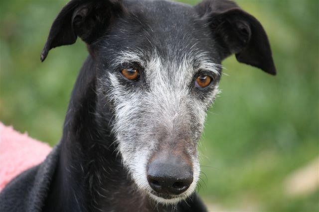 ADOPTADA!!! NORA (2006 aprox), galga negra en adopción en Madrid APAP ALCALA (Solo en adopcion en la comunidad de Madrid) (PE) 204F65A89E1A4F0AB1572D4F0AAB4C