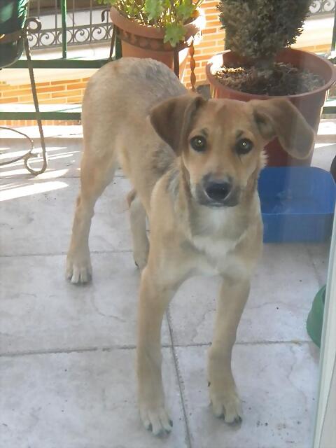 CACHORRO - ¡¡¡ADOPTADO!!! PADEL, cachorro de 4 meses en adopción Madrid‏ APAP Alcala (PE) 2D50D8596826507D629E28507D5C16