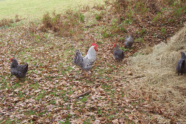 Montando el gallinero, por fin. 354D2B714E354D10B2BB314D10B281