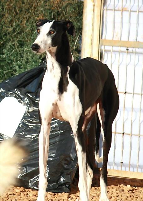 ¡¡¡ADOPTADA!!! *IDEA (2010), galga grande en adopción en Madrid‏ APAP Alcalá (PE) 1B513E3D602750E346BB1F50E3400E