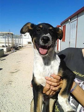 CACHORRO - ADOPTADO!! TAX (2014), cachorro en adopción Madrid‏ APAP Alcalá (PE) 1B546899CD1B540DA3F41F540D9C7B