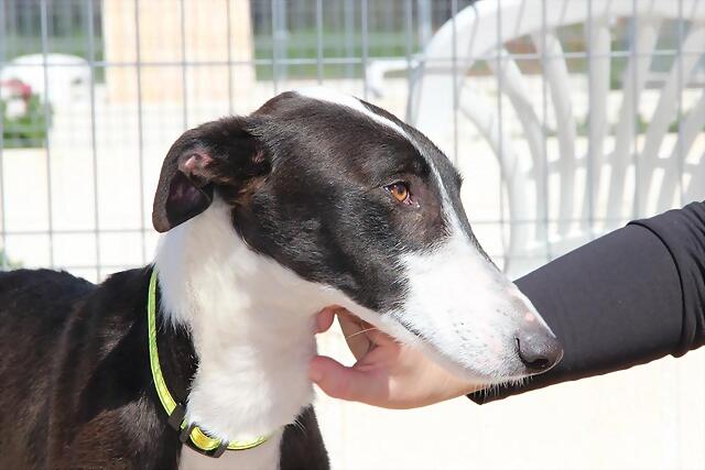 galgo - ¡¡¡ADOPTADO!!! CLON (nacimiento 2012), galgo grande en adopción Madrid‏ APAP Alcalá(PE) 2E51D54DBF2C517A575432517A506D