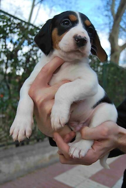 CACHORRO - ¡¡¡ADOPTADO!!! SITO (nacimiento 2013), cachorro pequeño en adopción Madrid‏ APAP Alcalá (PE) 2651D54BC82C517A555C3C517A4E76