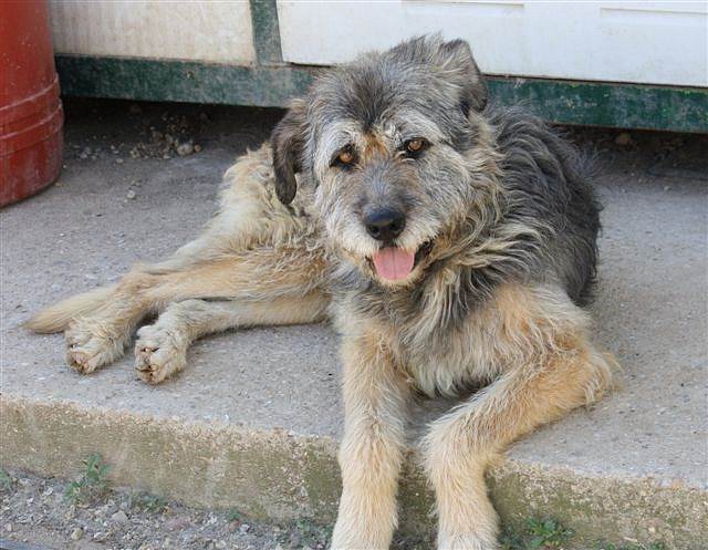 ¡¡¡FALLECIDO!!! SIMBO, mestizo mediano de 3 años en adopción en Madrid APAP ALCALA (PE) 2E4E4FD983244DF4E1C3324DF4DC31