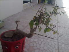 alguien sabe que tipo de bonsai es este? 1D4E079E471D4DA18AD0214DA18A29