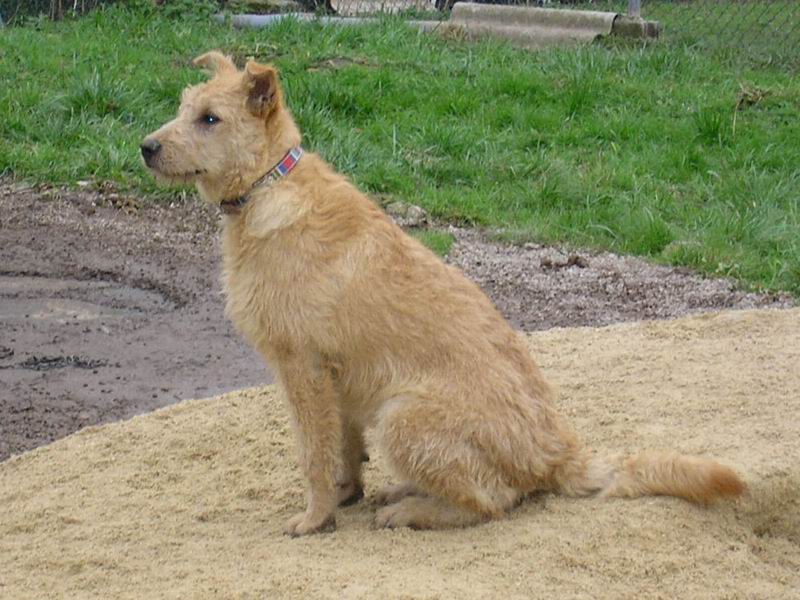 Chisca (julio 2006), x terrier mediana. PATAS CANTABRIA (PE) 16d56eacef40ca147553f54785a010cco