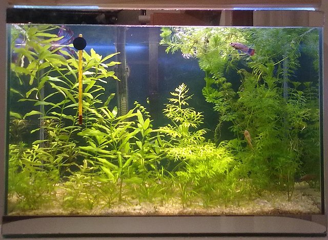 acuario plantado de 40 litros - Página 2 19898f49899c8d4d25172f314a72bebao