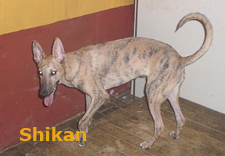 galgo - Shirkan y Tyger, cruces de galgo, cachorros. Uprodea 1e4600205c462e08600dcf790ad22490o