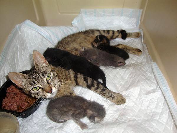 Nala, Pedrito y Morita, madre e hijos. 2181a0553212f4dcf5f0c5c6b3e67a3bo