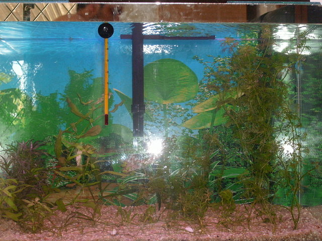 acuario plantado de 40 litros 31d31249bd96d638c256d2481681351co